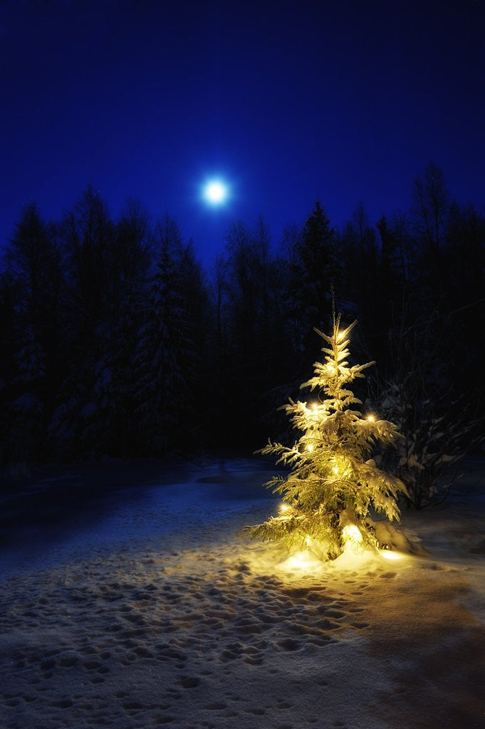 Detail of Small Christmas tree against silhouette trees and full moon by Anonymous