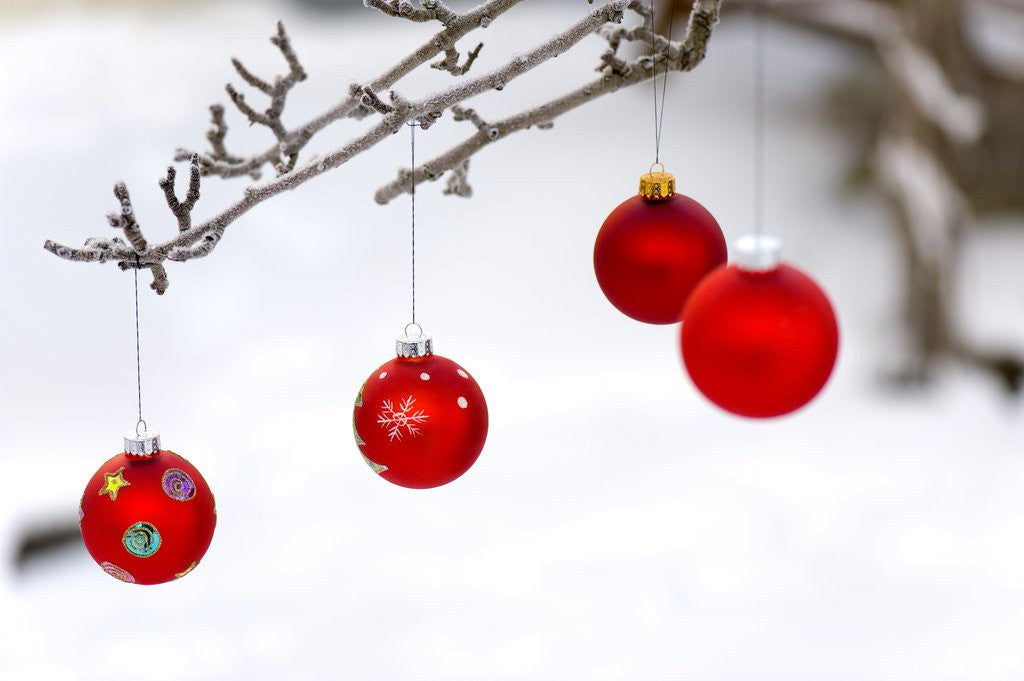 Detail of Close-up of red baubles hanging on branch against blurred background by Anonymous