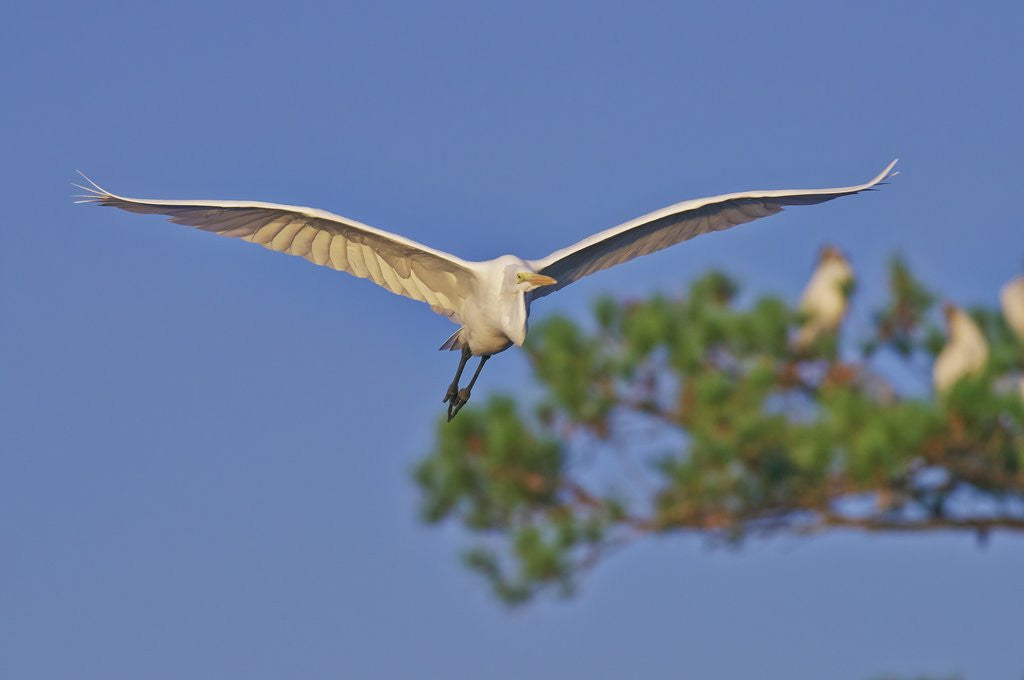 Detail of Great Egret in flight by Corbis