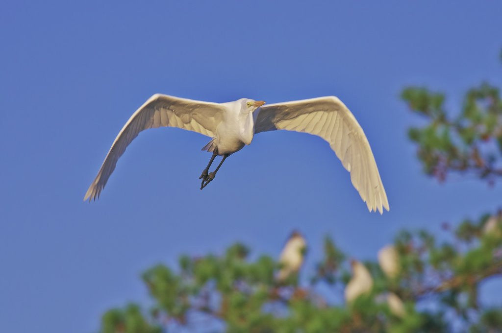 Detail of Great Egret in flight by Anonymous