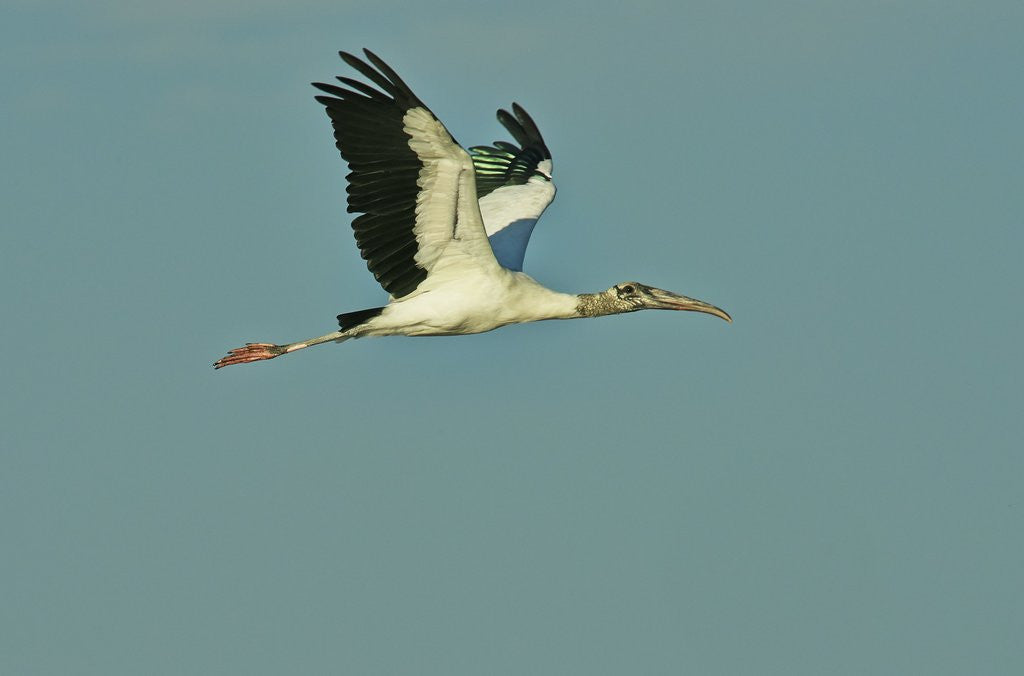 Detail of Wood stork flying against blue sky by Anonymous