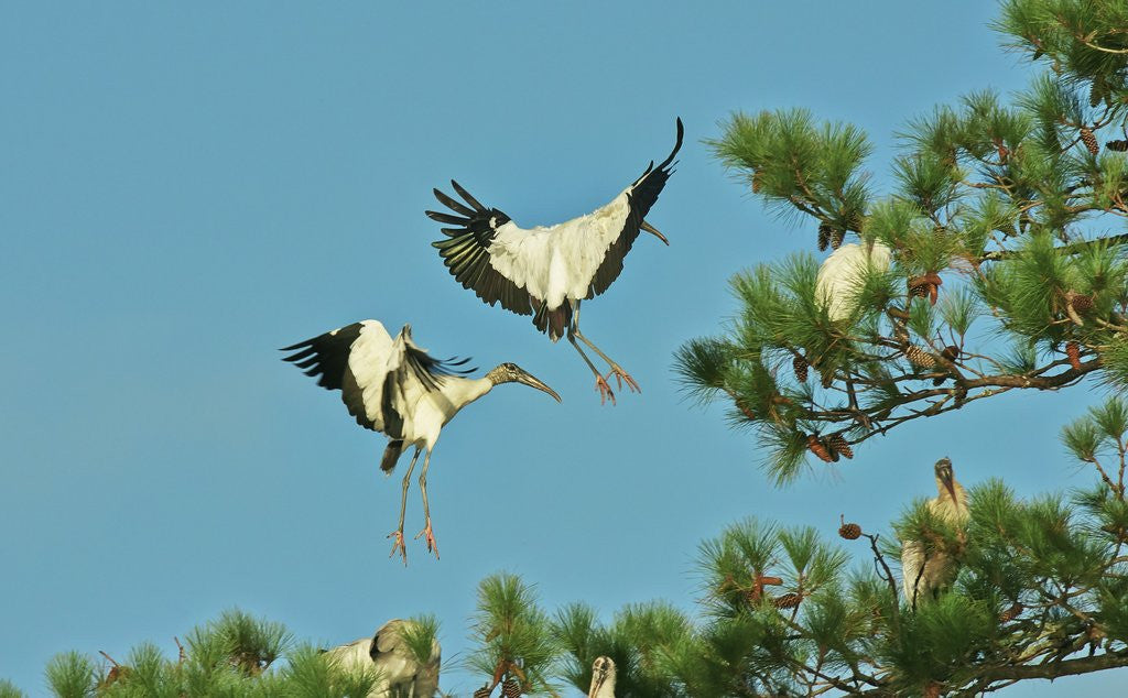 Detail of Group of wood storks by Anonymous