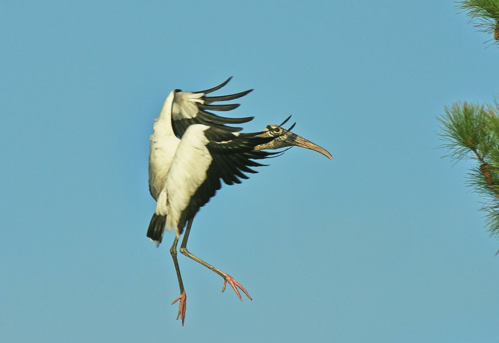 Detail of Wood stork before landing on tree branch by Anonymous