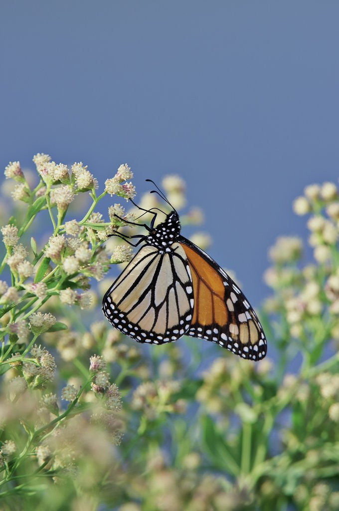 Detail of Monarch Butterfly resting on flower buds by Anonymous
