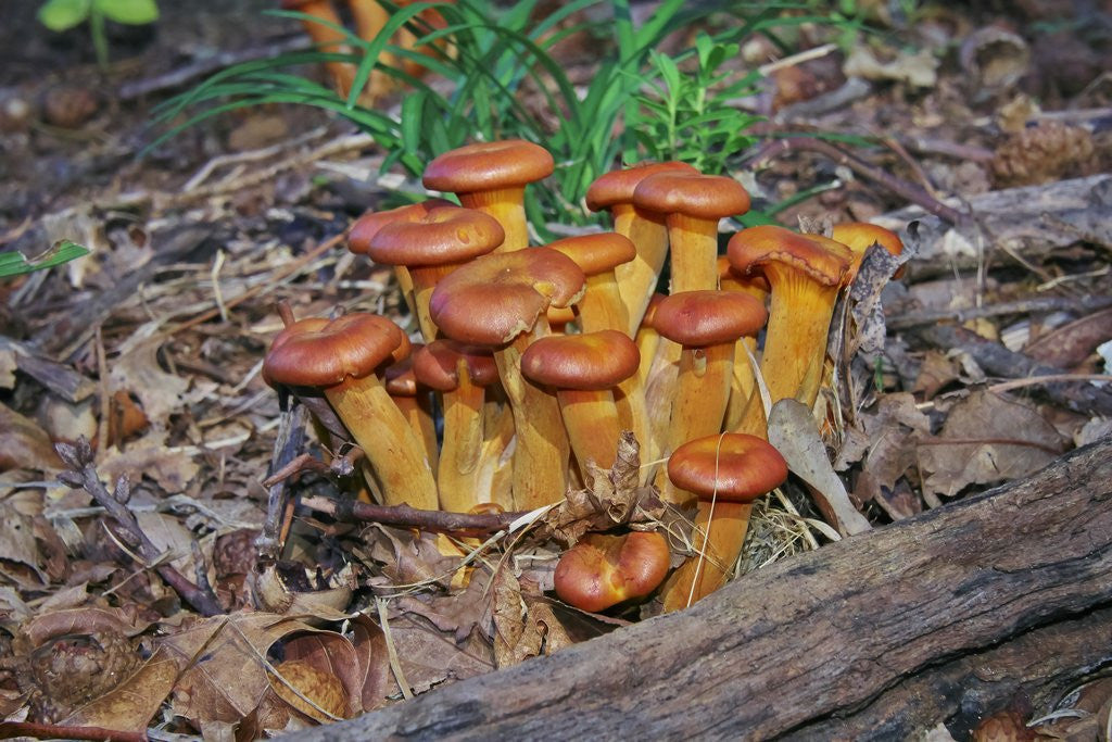 Detail of Jack-o-lantern Mushroom growing on dead tree trunk by Anonymous