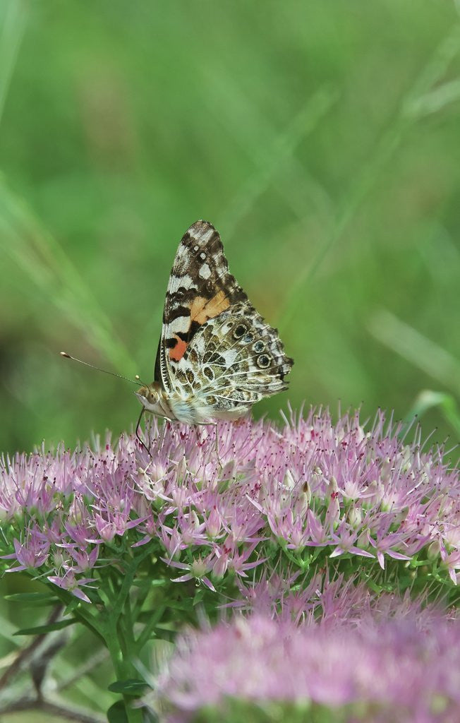Detail of Painted Lady Butterfly resting on flower bud by Anonymous