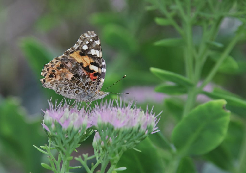 Detail of Painted Lady Butterfly resting on flower bud by Anonymous