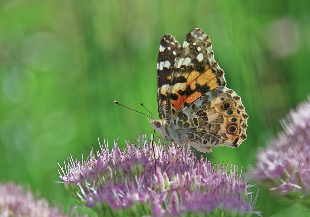 Detail of Ladies and Red Admirals Butterfly resting on flower bud by Anonymous