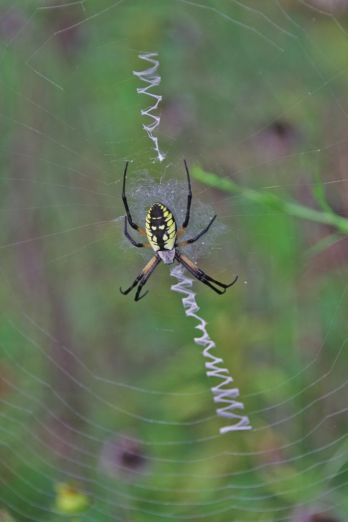 Detail of Spider weaving web by Anonymous