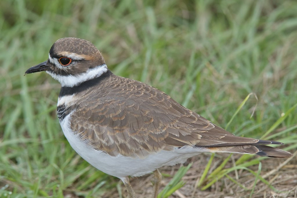 Detail of Killdeer among grass by Anonymous