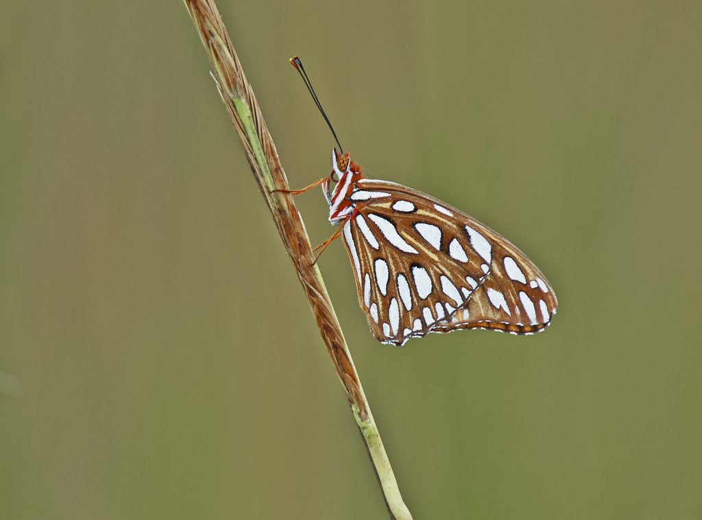 Detail of Gulf Fritillary Butterfly resting on grass stem by Anonymous