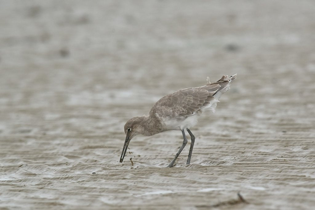 Detail of Willet on sandy field by Anonymous