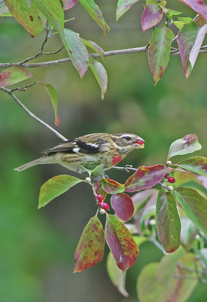 Detail of Rose-breasted Grosbeak perched on tree branch by Anonymous