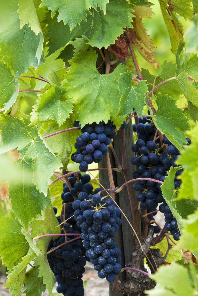 Detail of Harvesttime Grape Vineyards by Anonymous