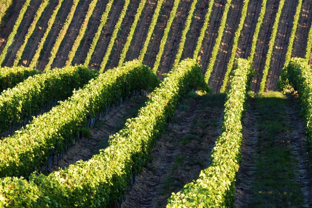 Detail of Rows of Harvest Grapes Rolling over The Hillside by Anonymous