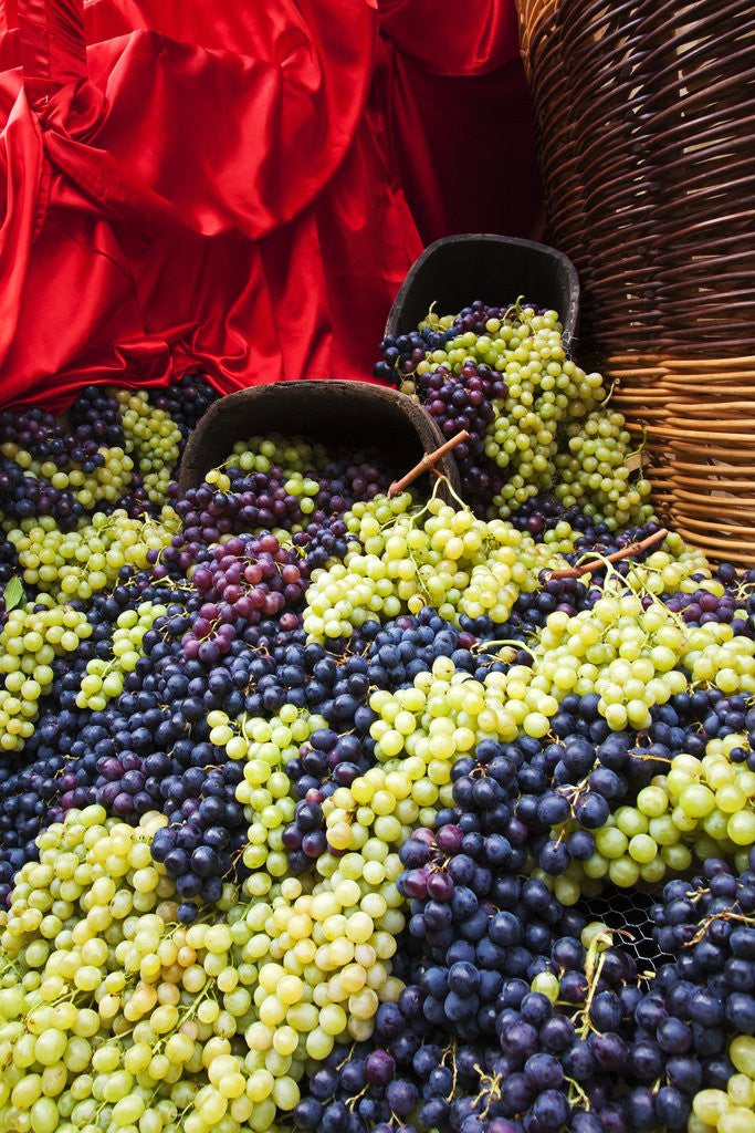 Detail of Fresh Grapes at Harvest Festival by Corbis