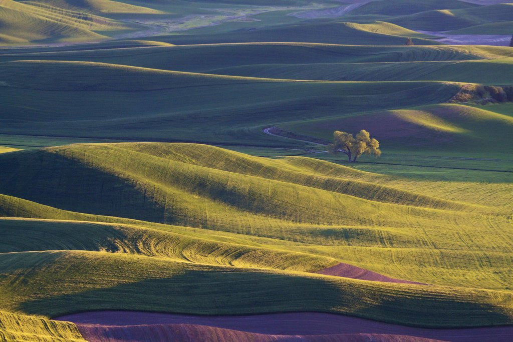 Detail of Lone Tree In Rolling Hills of Wheat by Corbis