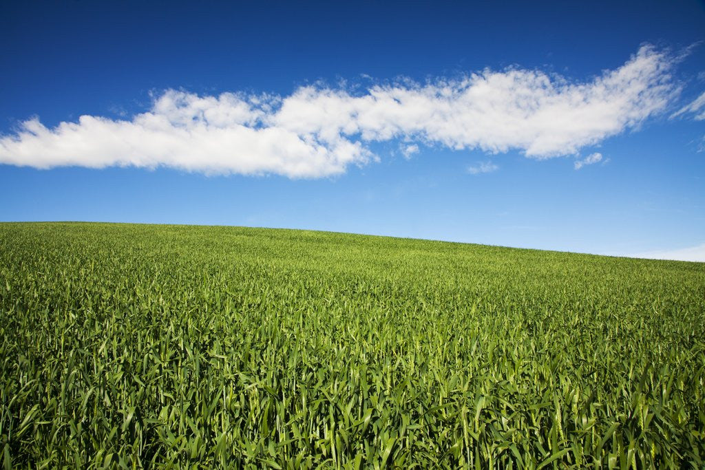 Detail of Rolling Hills of Wheat by Anonymous