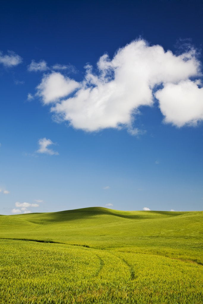 Detail of Rolling Hills of Wheat by Anonymous
