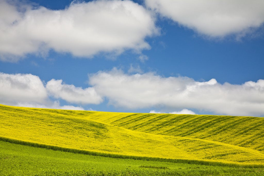 Detail of Rolling Hills of Canola and Pea Fields With Fresh Spring Color by Anonymous