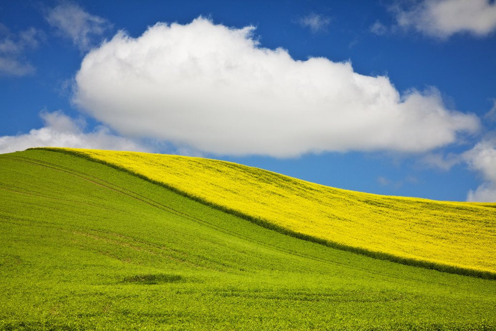 Detail of Rolling Hills of Canola and Pea Fields With Fresh Spring Color by Anonymous