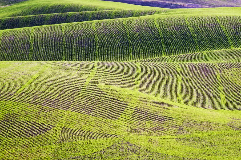 Detail of Rolling Hills of Peas by Anonymous