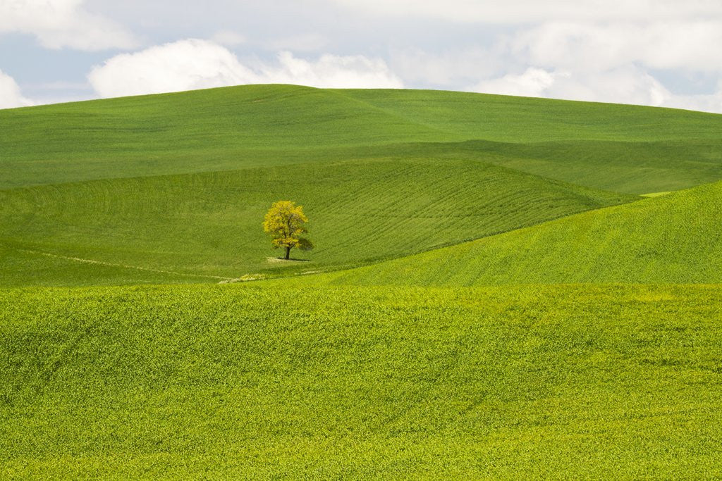 Detail of Lone Tree In Rolling Hills of Wheat by Anonymous