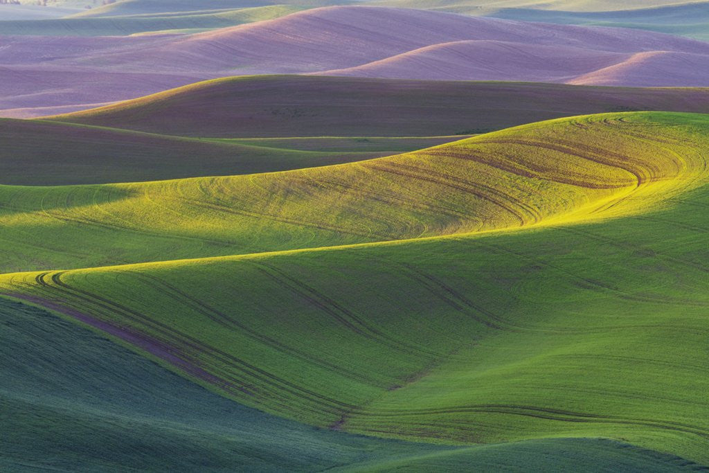 Detail of Rolling Hills of Peas by Anonymous