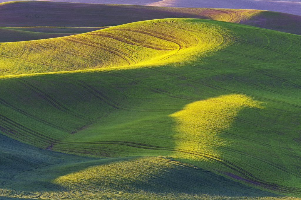 Detail of Rolling Hills of Peas by Anonymous
