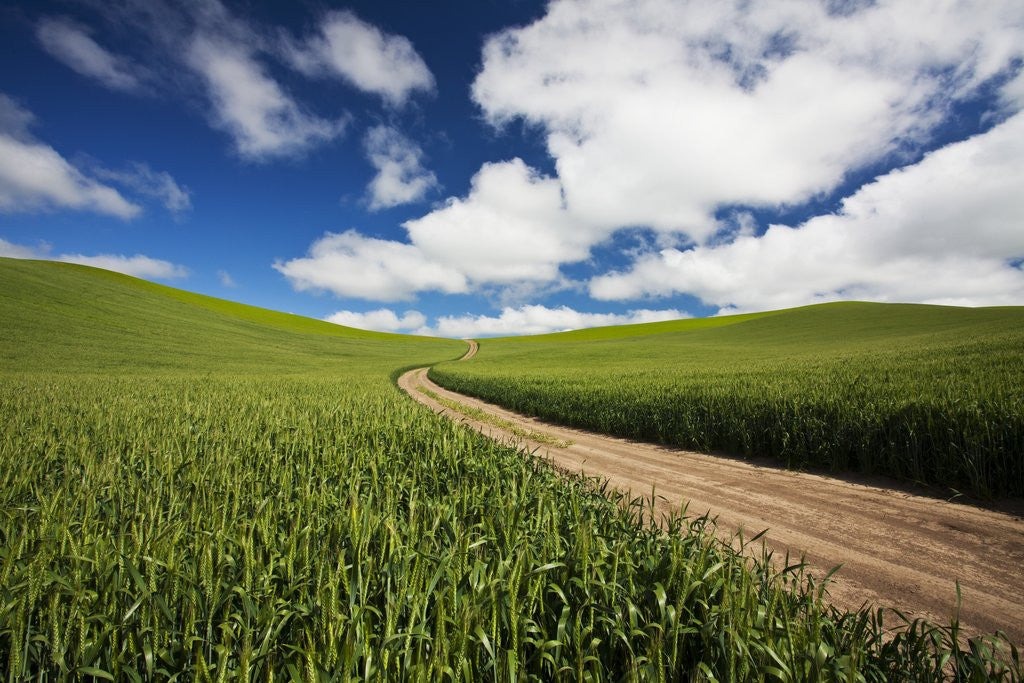 Detail of Back Country Road Through Spring Wheat Field by Anonymous