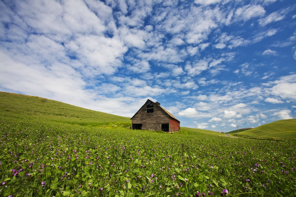 Detail of Old Red Barn in Field of Chick Peas with Great Clouds by Corbis