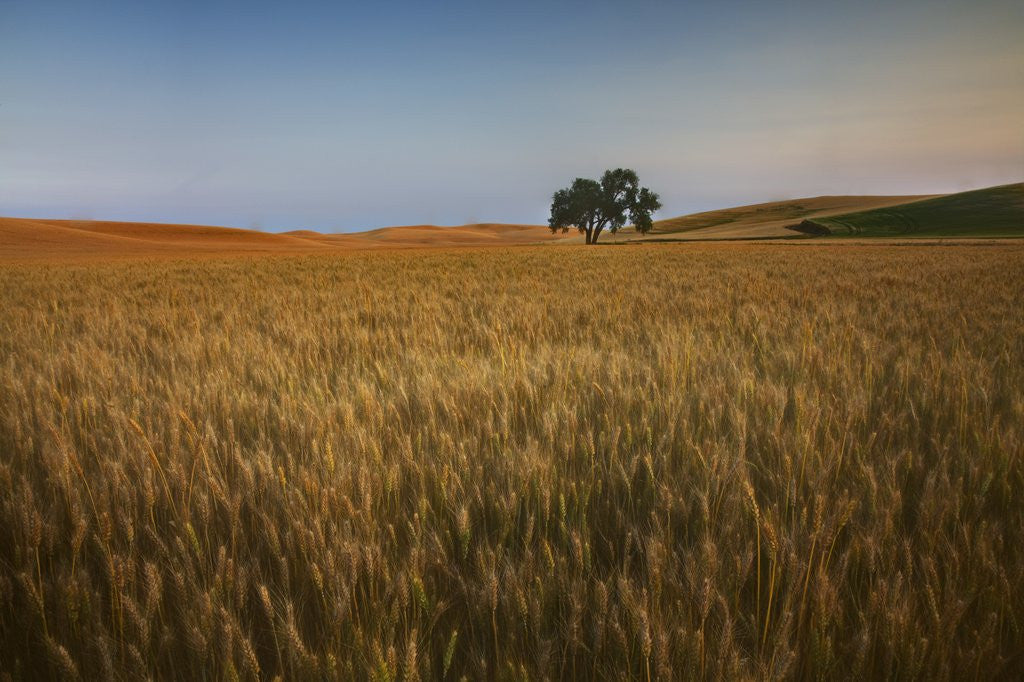 Detail of Lone Tree in Rolling Hills of Harvest Wheat by Corbis