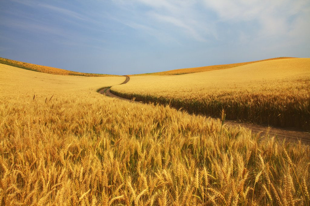 Detail of Back Country Road winding Though Harvest Wheat Field by Anonymous