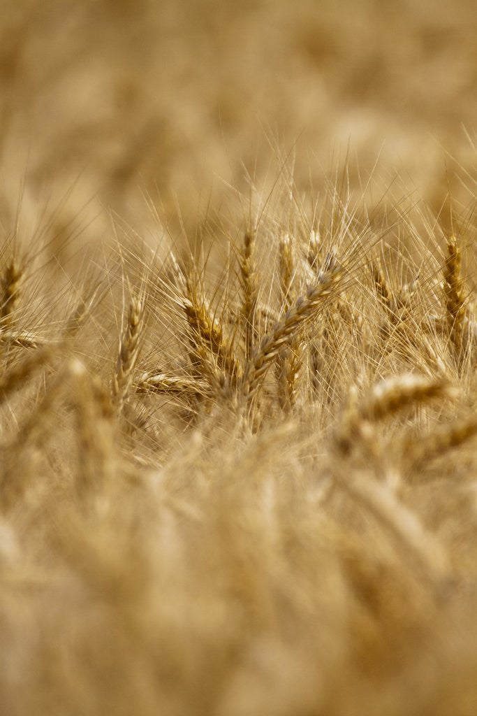 Detail of Selective Focus of Harvest Wheat by Corbis