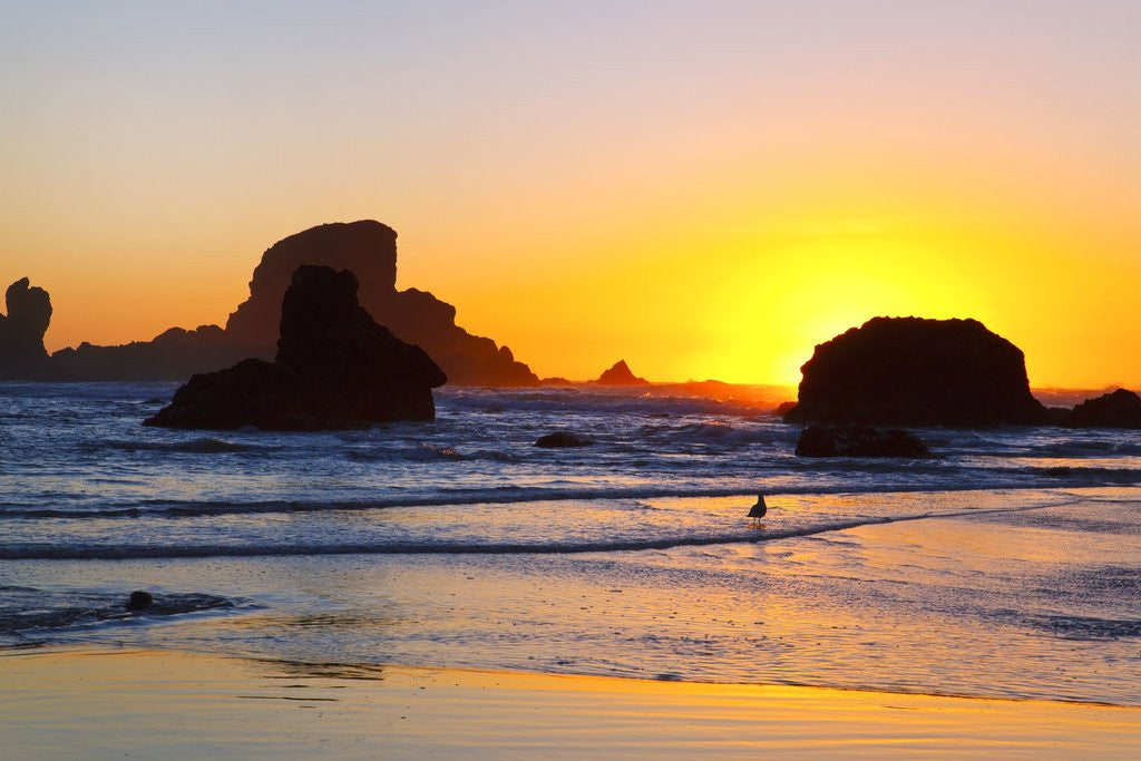 Detail of Sunset along Arch Rock, Ecola State Park, Oregon Coast, Pacific Northwest, United States by Anonymous