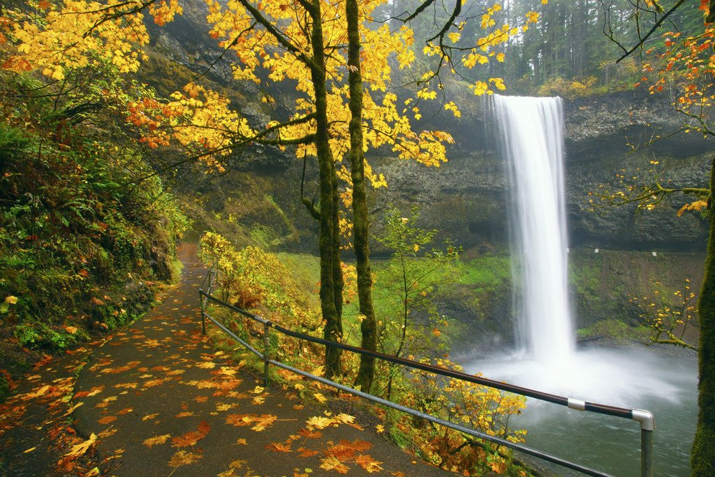Detail of Fall colors add beauty to South South Silver Falls, Silver Falls State Park, Oregon by Anonymous