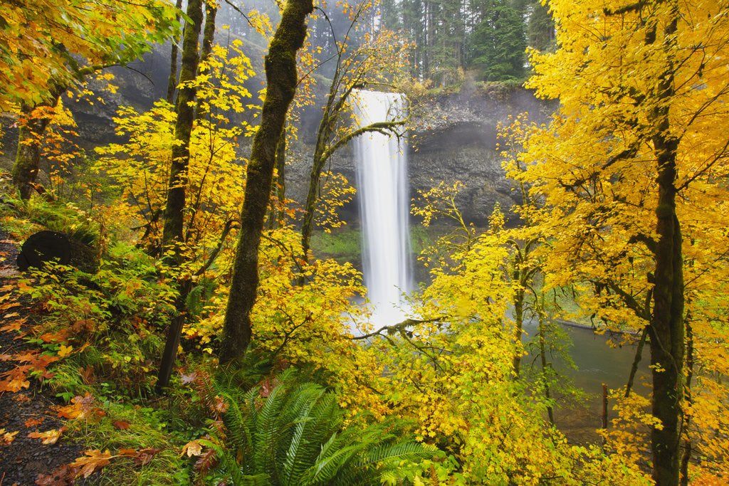 Detail of Fall colors add beauty to South South Silver Falls, Silver Falls State Park, Oregon by Anonymous