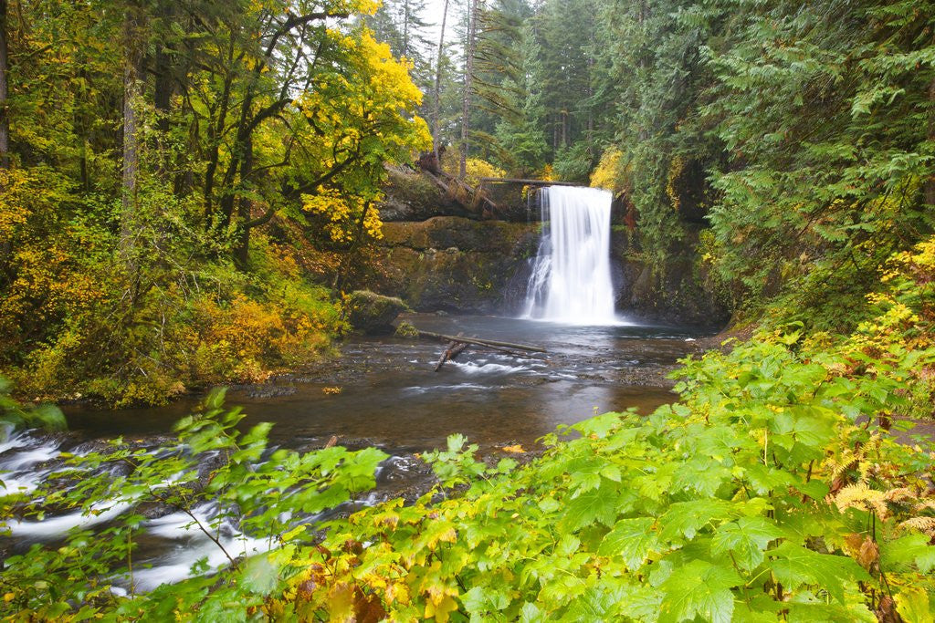 Detail of Fall colors add beauty to Upper North Falls, Silver Falls State Park, Oregon, Pacific Northwest by Anonymous