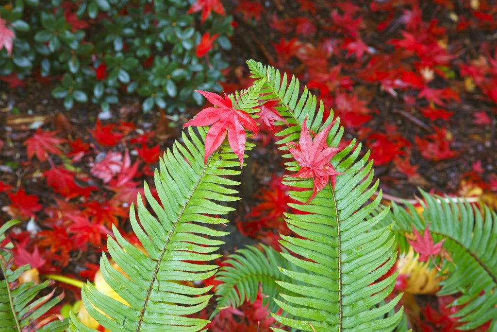 Detail of fall colors add beauty to Crystal Springs Rhododendron Test Garden, Portland, Oregon by Anonymous
