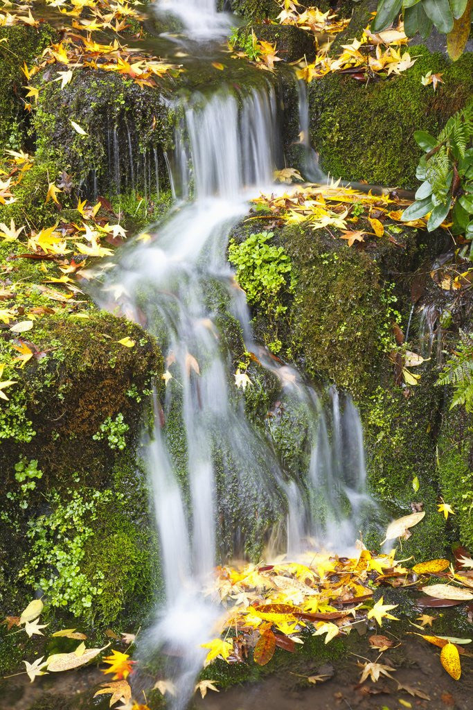 Detail of fall colors add beauty to Crystal Springs Rhododendron Test Garden, Portland, Oregon by Anonymous