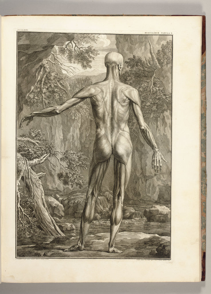 Detail of Engraving depicting the muscle groups of the back by Anonymous