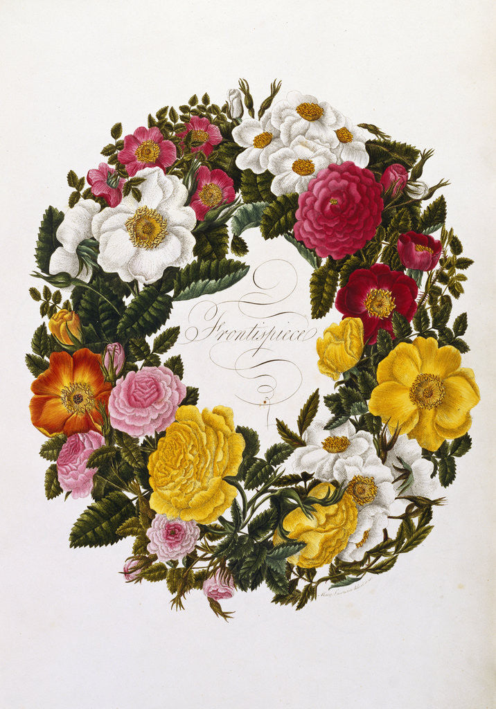 Detail of Frontispiece of Roses by Mary Lawrence
