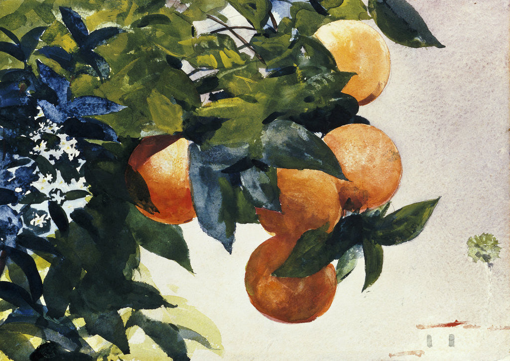 Detail of Oranges on a Branch by Winslow Homer