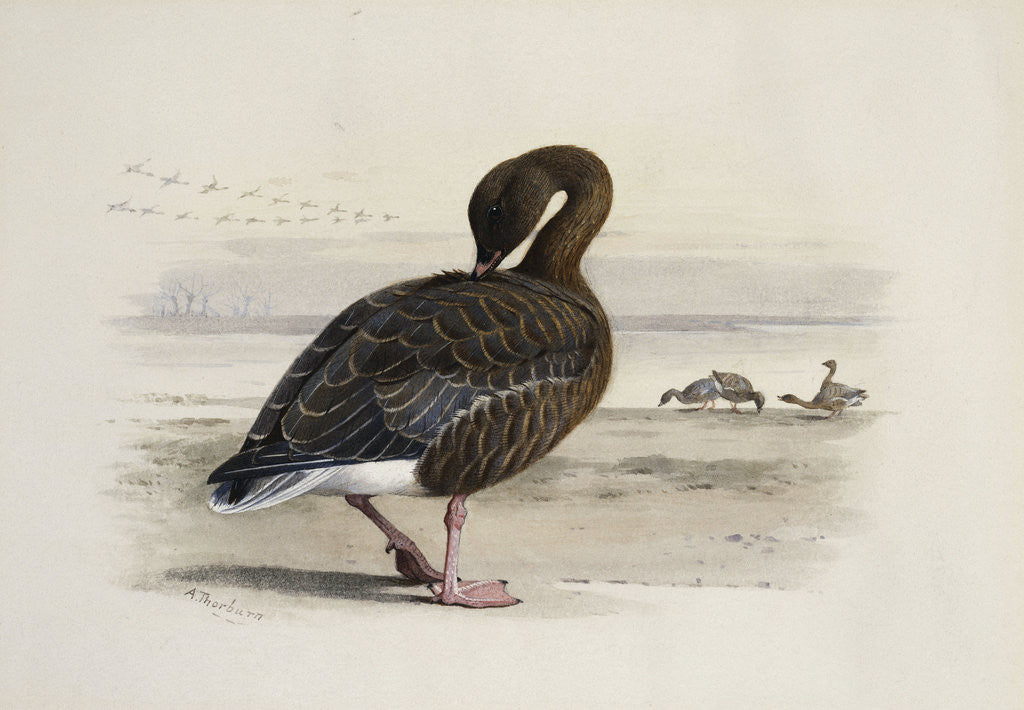 Detail of A Pink-Footed Goose by Archibald Thorburn