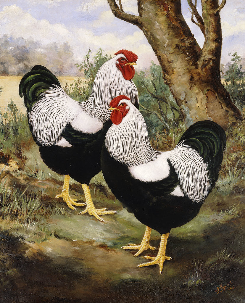 Detail of A Silver Wyandotte Cockerel by E G Wippell