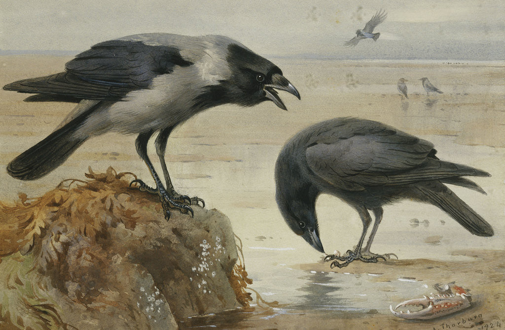 Detail of A Hooded Crow and a Carrion Crow by Archibald Thorburn