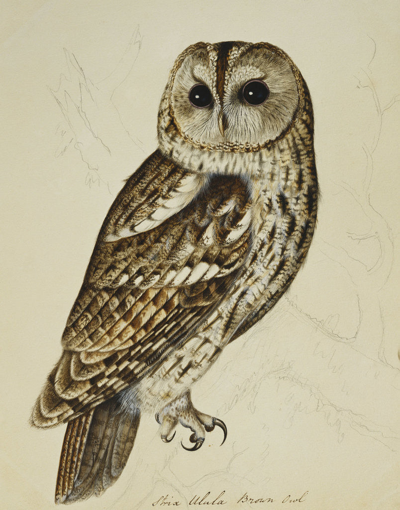 Detail of Brown Owl (Strix Ulula) by Christopher Atkinson
