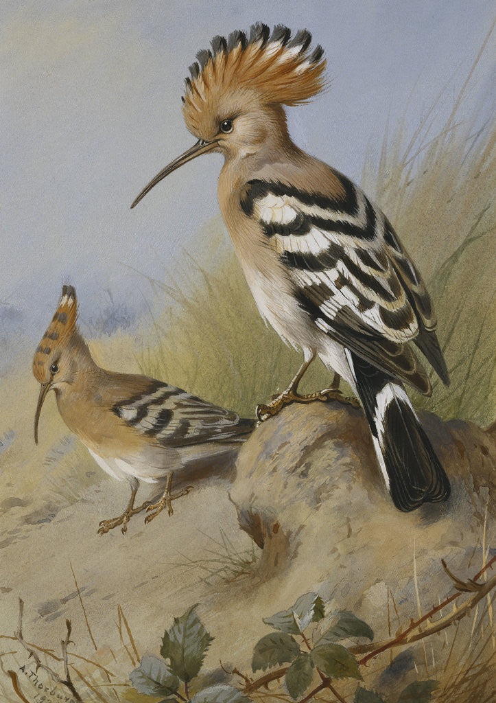 Detail of Hoopoes by Archibald Thorburn