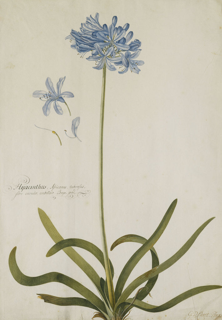Detail of Agapanthus by Georg Dionysius Ehret
