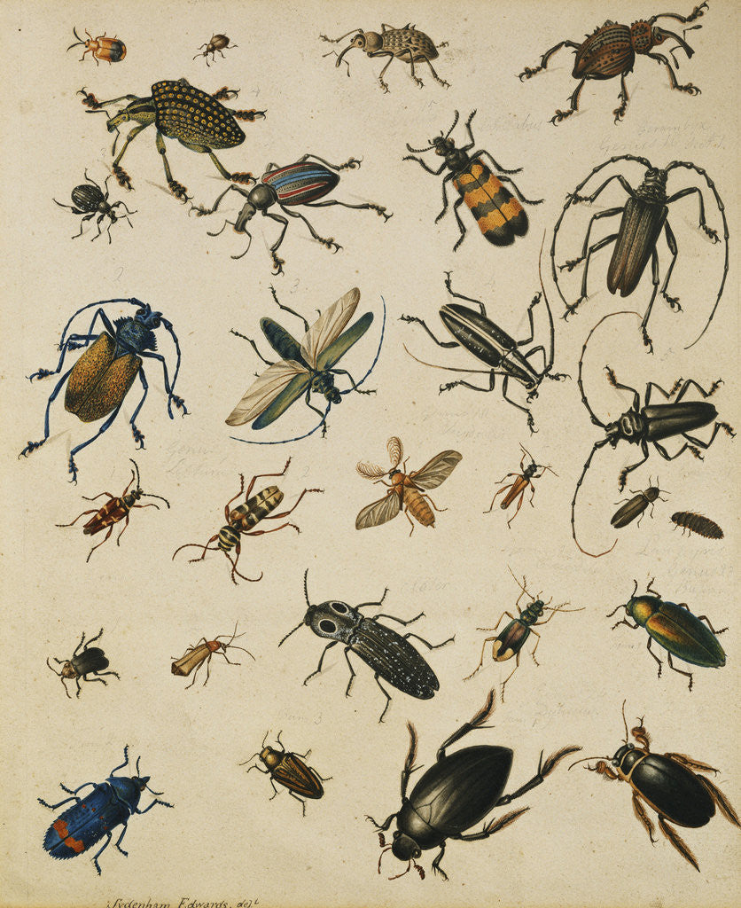 Detail of Studies of Insects by Sydenham Teast Edwards